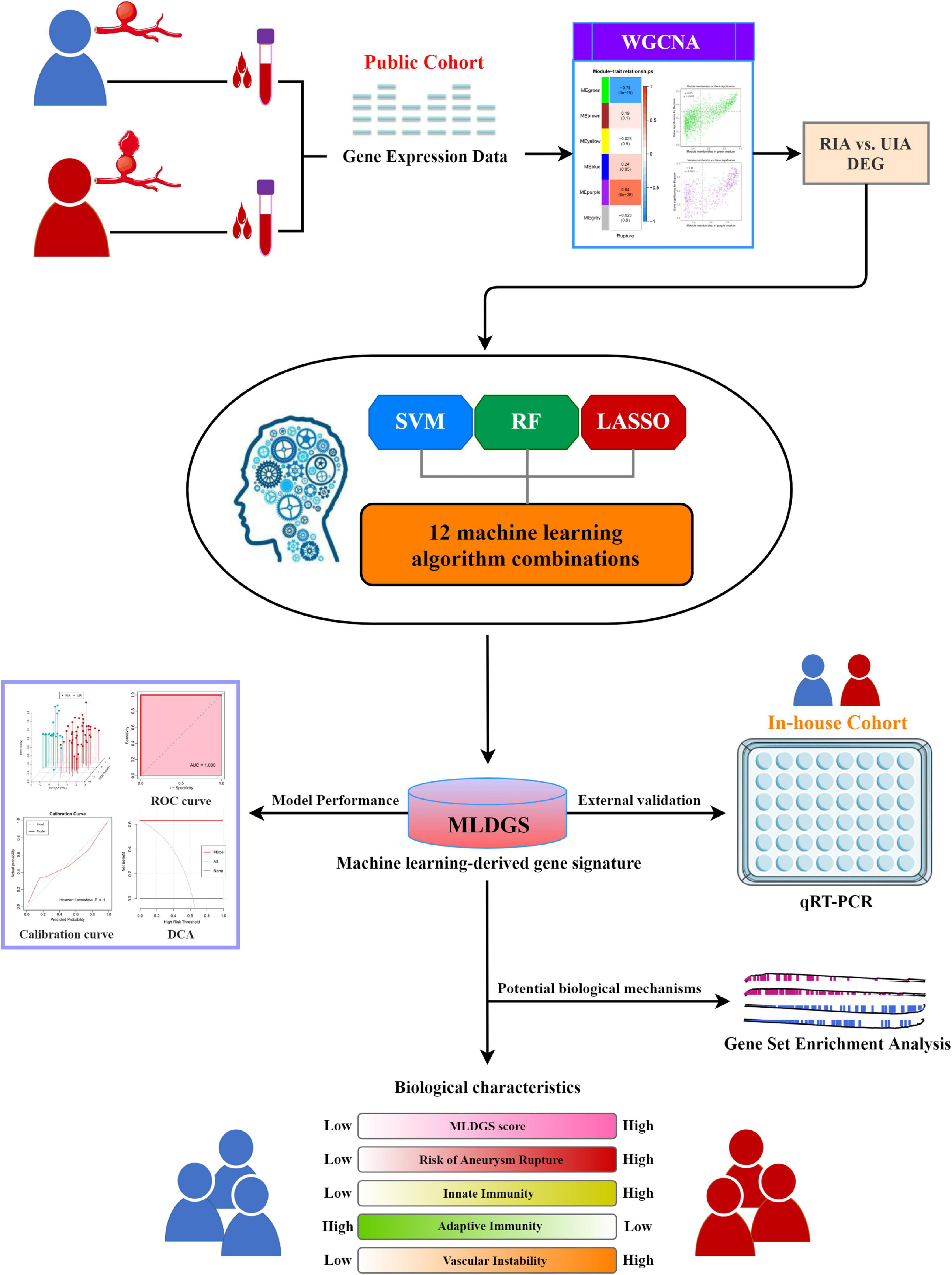 A machine learning-derived gene signature for assessing rupture risk and circulatory immunopathologic landscape in patients with intracranial aneurysms